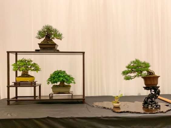 2019 美国盆景峰会 图片