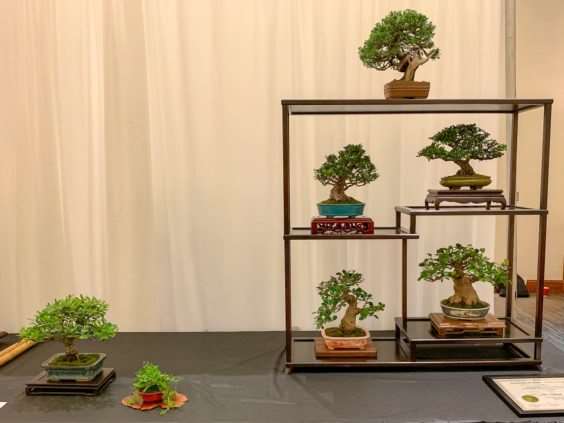 2019 美国盆景峰会 图片