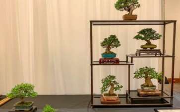 2019 美国盆景峰会 图片