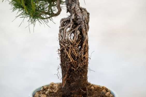 图片 露根松树盆景怎么整理根部的过程