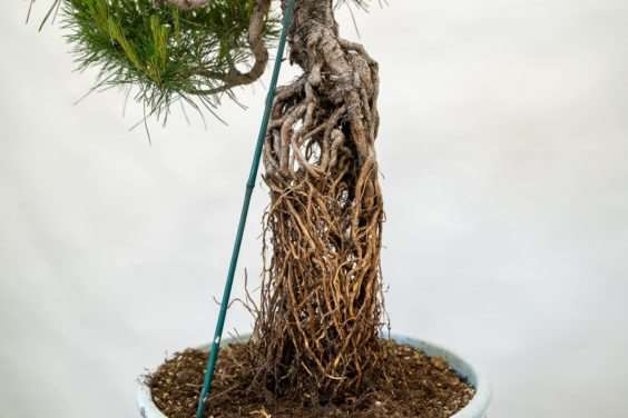 图片 露根松树盆景怎么整理根部的过程