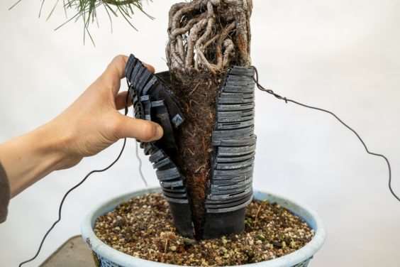 图片 露根松树盆景怎么整理根部的过程