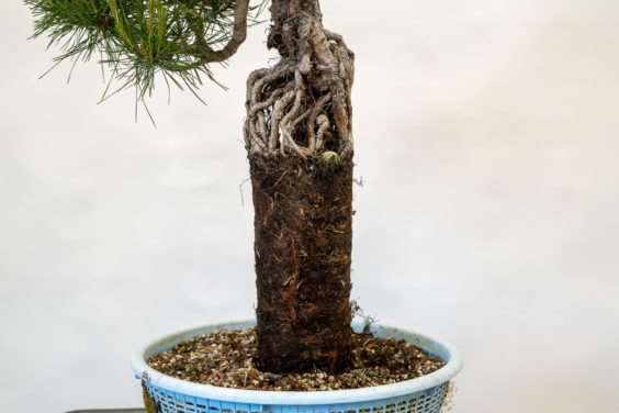 图片 露根松树盆景怎么整理根部的过程