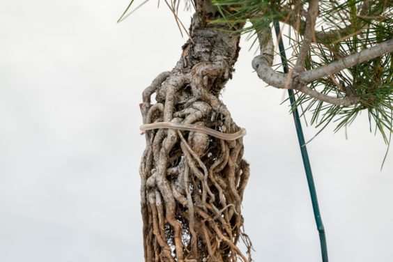 图片 露根松树盆景怎么整理根部的过程