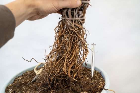 图片 露根松树盆景怎么整理根部的过程