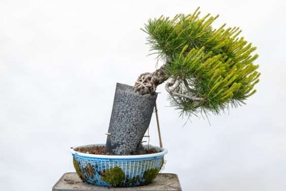 图片 露根松树盆景怎么整理根部的过程