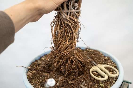 图片 露根松树盆景怎么整理根部的过程