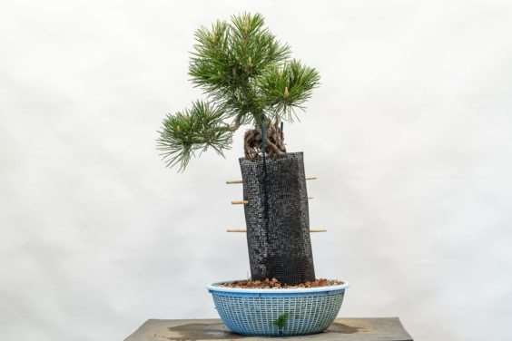 图片 露根松树盆景怎么整理根部的过程