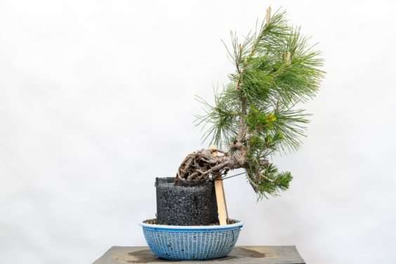 图片 露根松树盆景怎么整理根部的过程