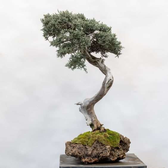 岩石上的西部杜松盆景