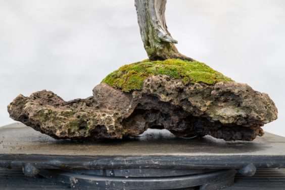 岩石上的西部杜松盆景