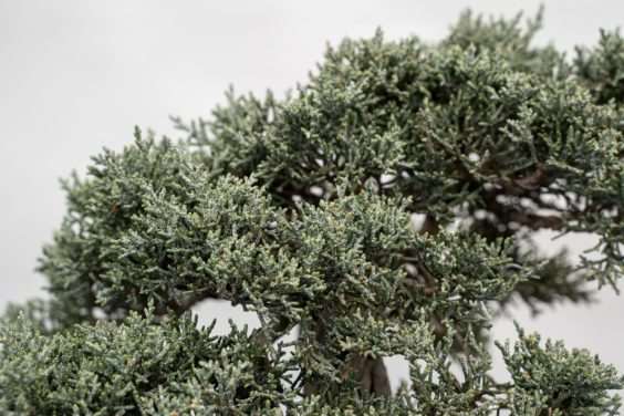 岩石上的西部杜松盆景