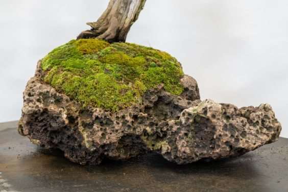 岩石上的西部杜松盆景