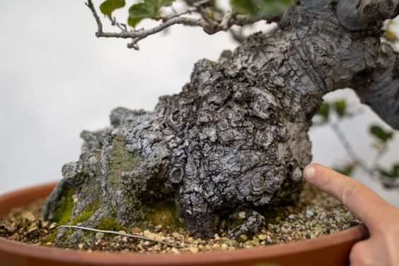 怎么修剪海岸活橡树盆景