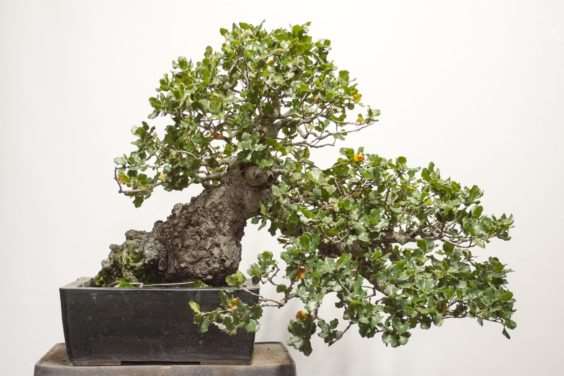 怎么修剪海岸活橡树盆景