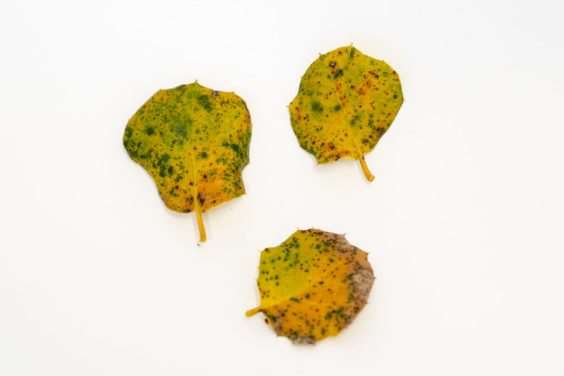 怎么修剪海岸活橡树盆景 图片