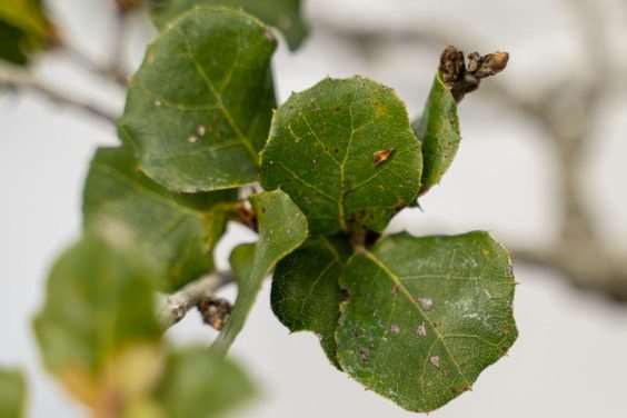 怎么修剪海岸活橡树盆景 图片