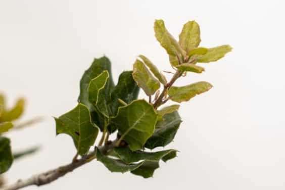 怎么修剪海岸活橡树盆景 图片