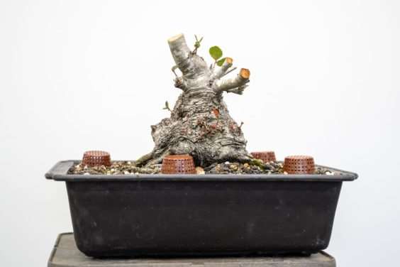 修剪海岸活橡树盆景上的树枝 后续 图片