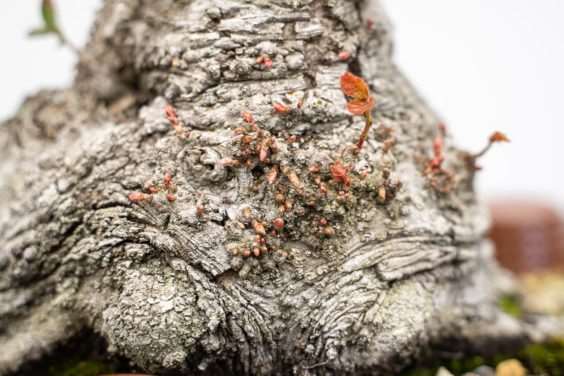 修剪海岸活橡树盆景上的树枝 后续 图片