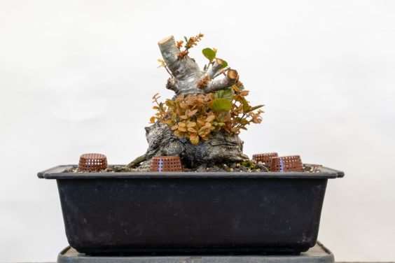 修剪海岸活橡树盆景上的树枝 后续 图片