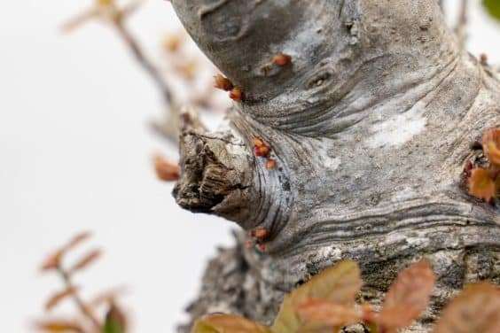 修剪海岸活橡树盆景上的树枝 后续 图片