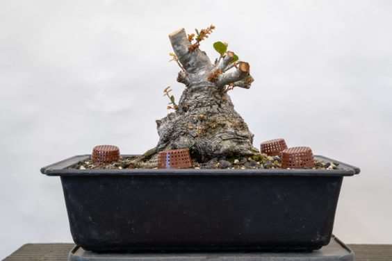 修剪海岸活橡树盆景上的树枝 后续 图片