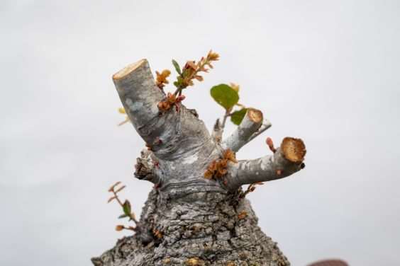 修剪海岸活橡树盆景上的树枝 后续 图片