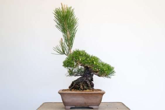 图解 黑松盆景怎么修剪牺牲枝的8个过程