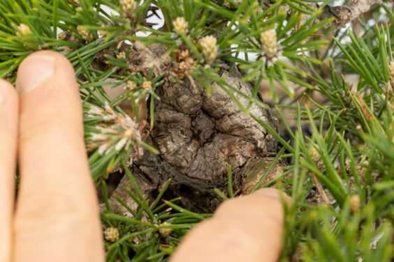 图解 黑松盆景怎么修剪牺牲枝的8个过程