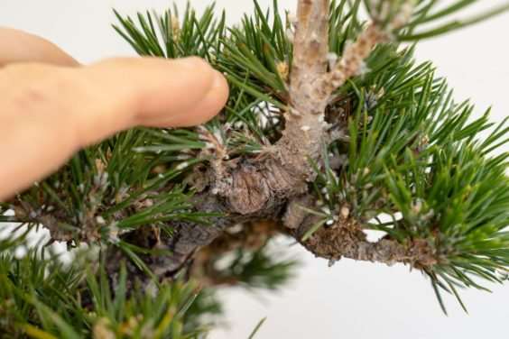 图解 黑松盆景怎么修剪牺牲枝的8个过程