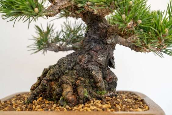 图解 黑松盆景怎么修剪牺牲枝的8个过程