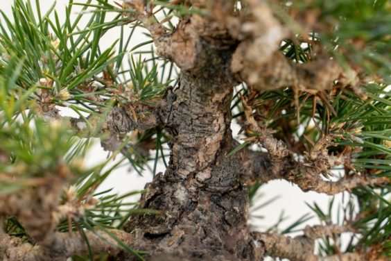 图解 黑松盆景怎么修剪牺牲枝的8个过程