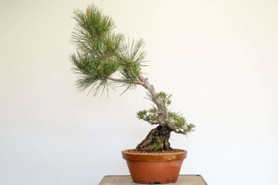 图解 黑松盆景怎么修剪牺牲枝的8个过程