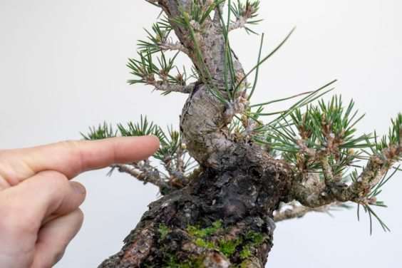 图解 黑松盆景怎么修剪牺牲枝的8个过程