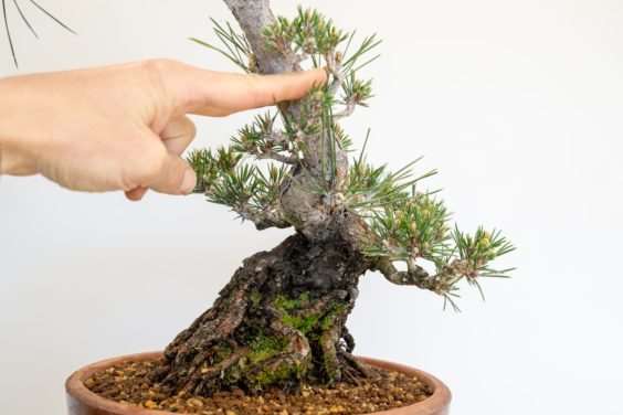 图解 黑松盆景怎么修剪牺牲枝的8个过程