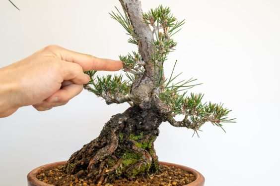 图解 黑松盆景怎么修剪牺牲枝的8个过程