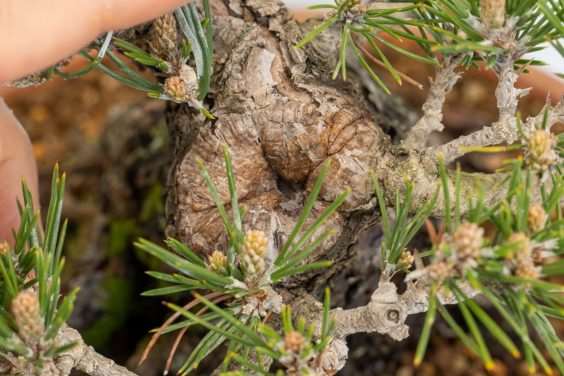 图解 黑松盆景怎么修剪牺牲枝的8个过程