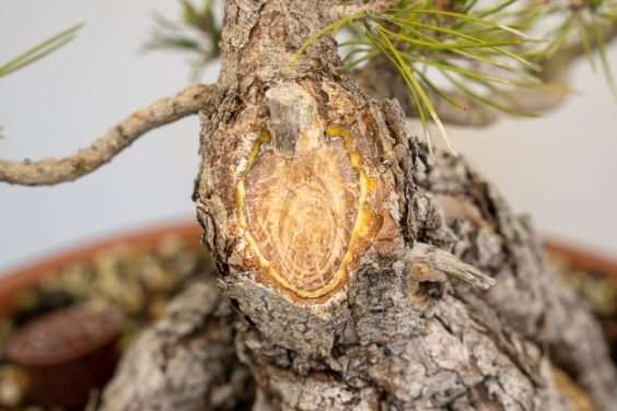 怎么促进黑松盆景伤口愈伤组织形成 图片