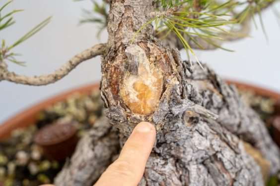 怎么促进黑松盆景伤口愈伤组织形成 图片