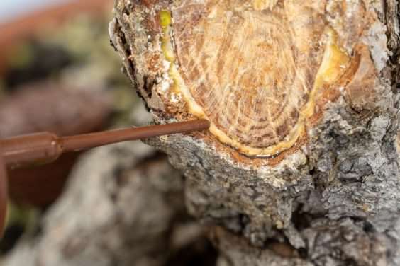 怎么促进黑松盆景伤口愈伤组织形成 图片