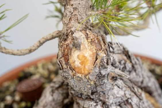 怎么促进黑松盆景伤口愈伤组织形成 图片
