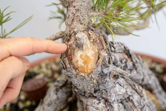 怎么促进黑松盆景伤口愈伤组织形成 图片