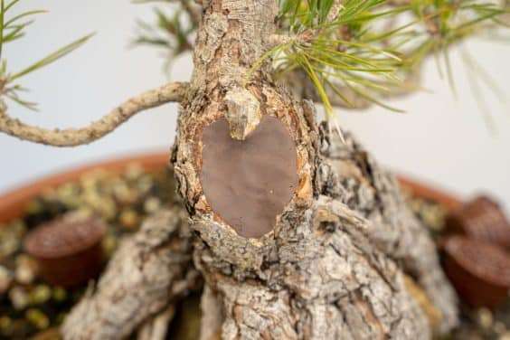 怎么促进黑松盆景伤口愈伤组织形成 图片