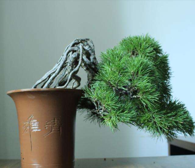 如何制作提根式黑松盆景 图片