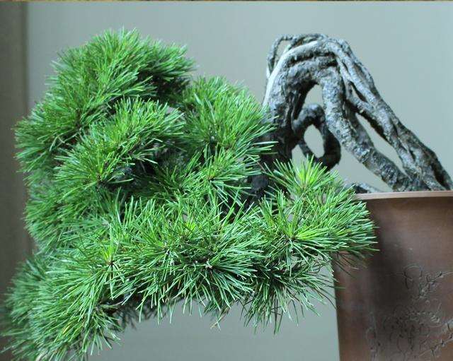 如何制作提根式黑松盆景 图片