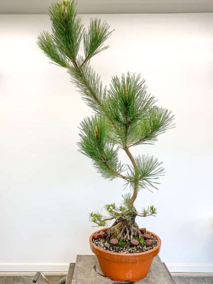 怎么修剪黑松盆景牺牲枝来平衡活力 图片