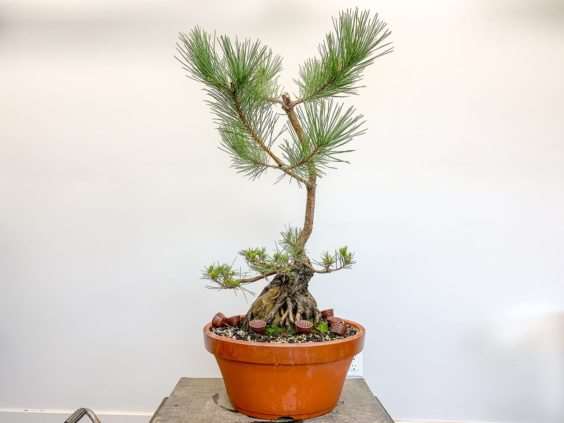 怎么修剪黑松盆景牺牲枝来平衡活力 图片