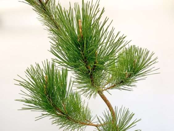 怎么修剪黑松盆景牺牲枝来平衡活力 图片