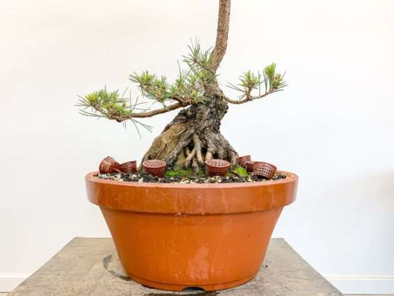 怎么修剪黑松盆景牺牲枝来平衡活力 图片